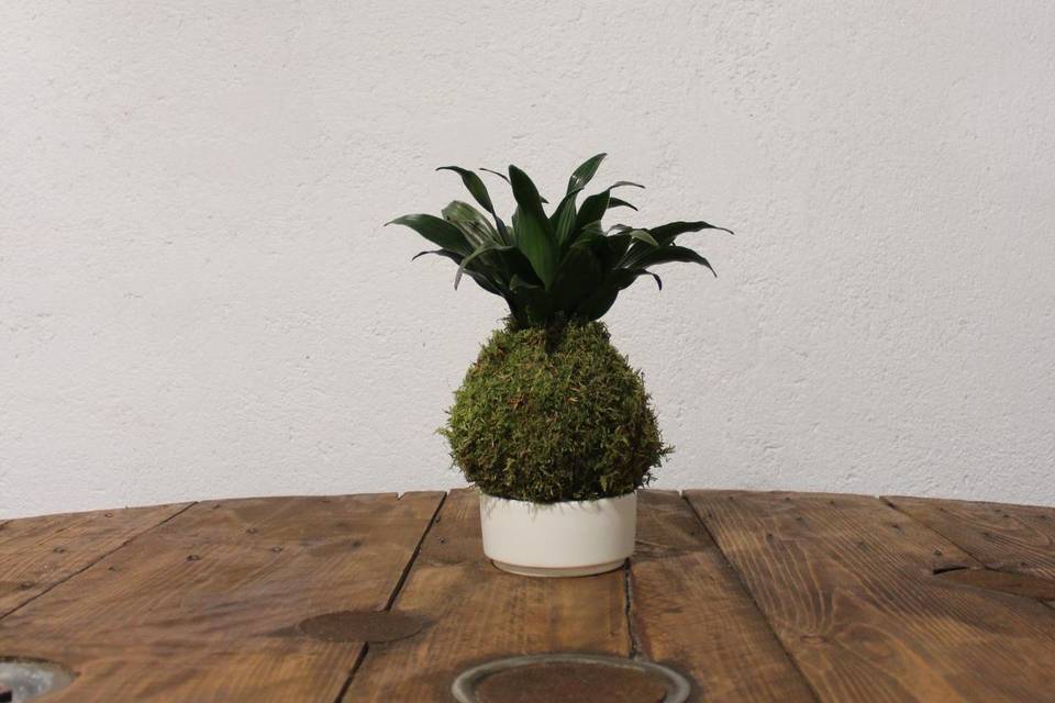 Kokedama Dracena