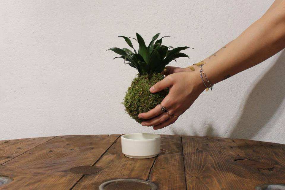 Kokedama Dracena