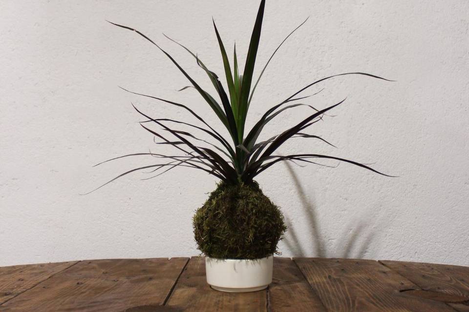 Kokedama Dracena