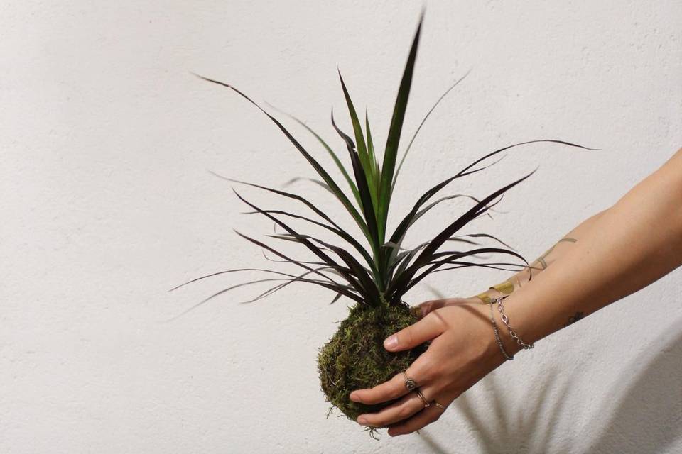 Kokedama Dracena