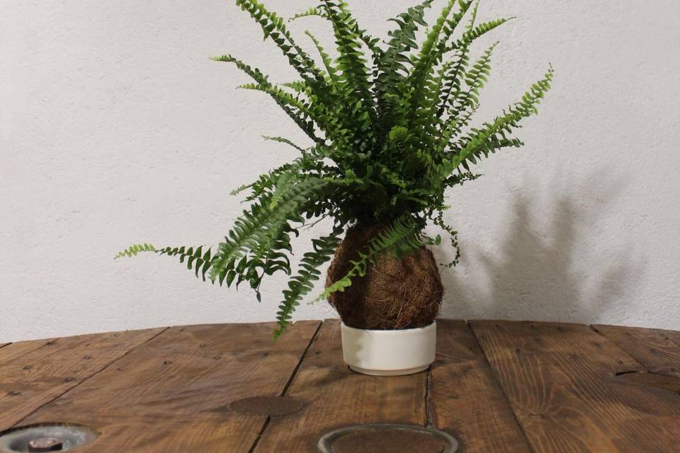 Kokedama in cocco Felce