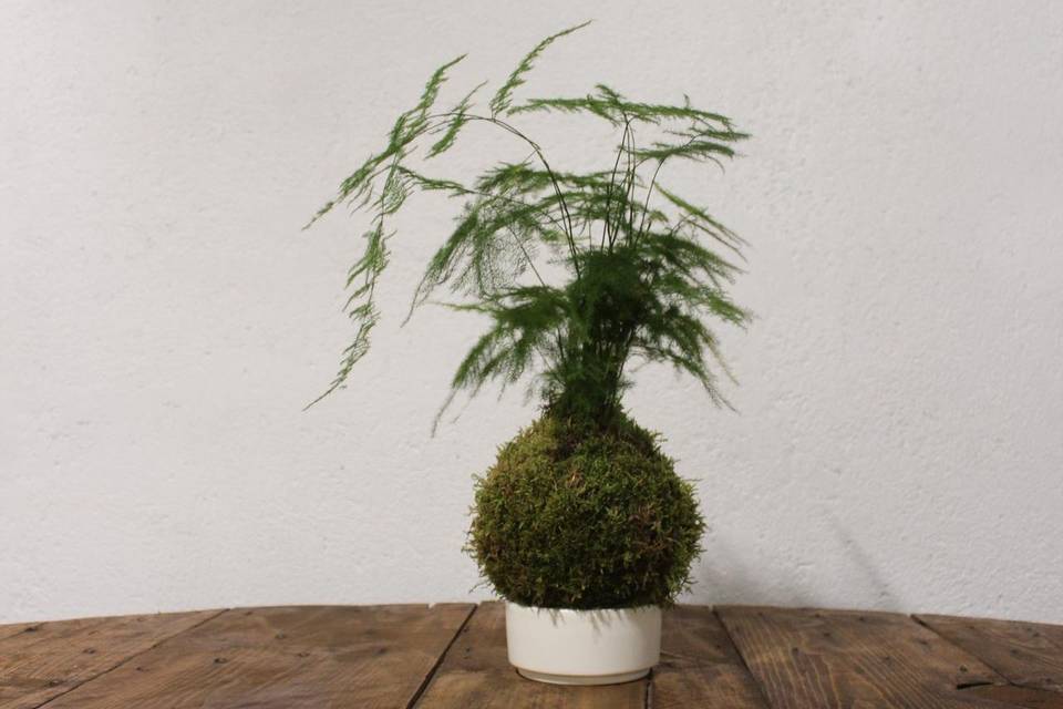 Kokedama Asparagu setaceus