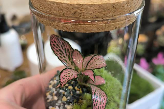 Bomboniera terrarium 14cm
