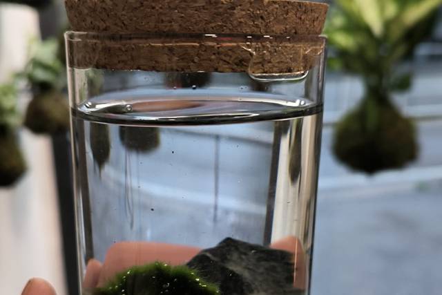 Bomboniera marimo