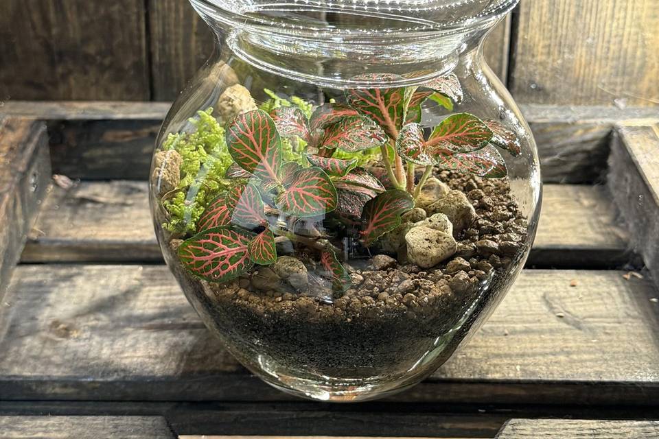 Mondo di terrarium e kokedama