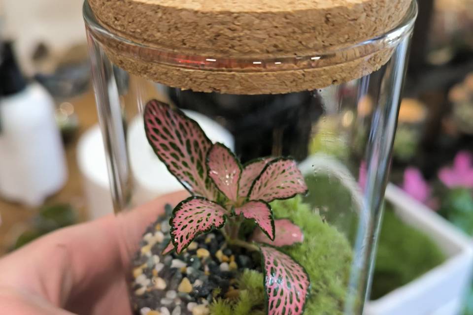 Bomboniera Terrarium 14cm