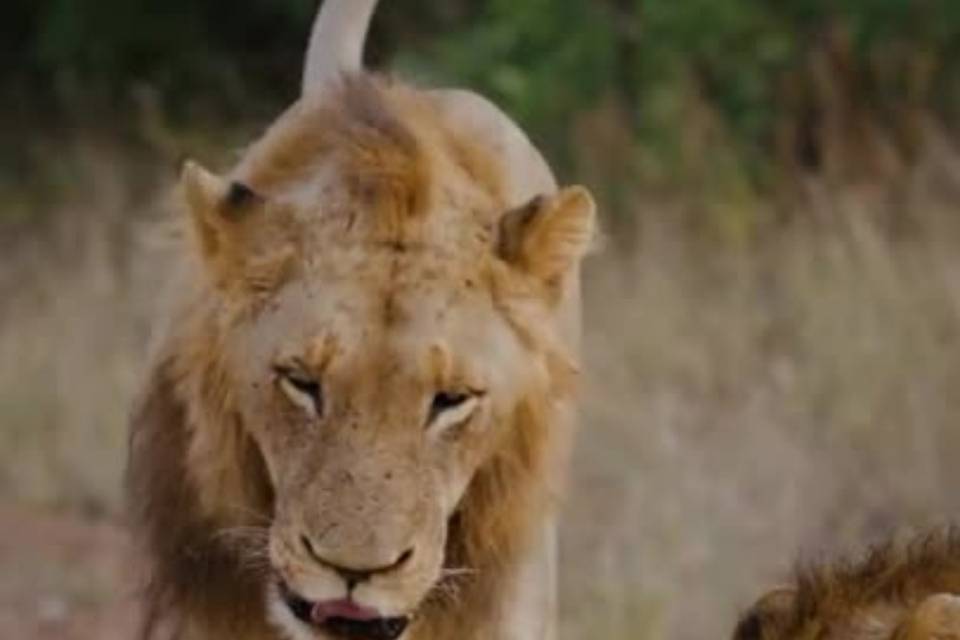 Kenya