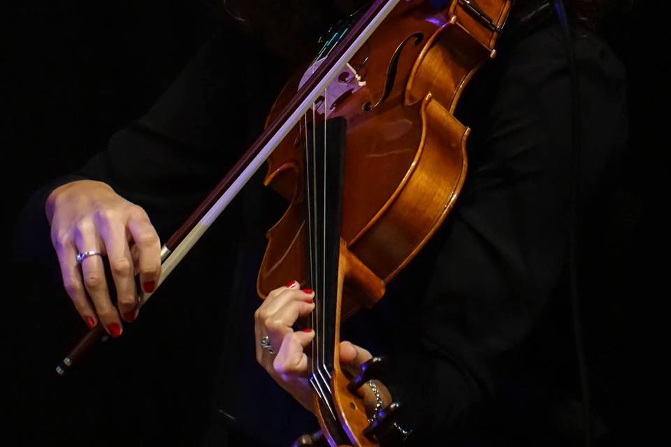 Viola