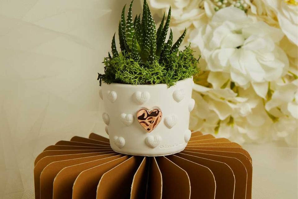 Piantina con vaso