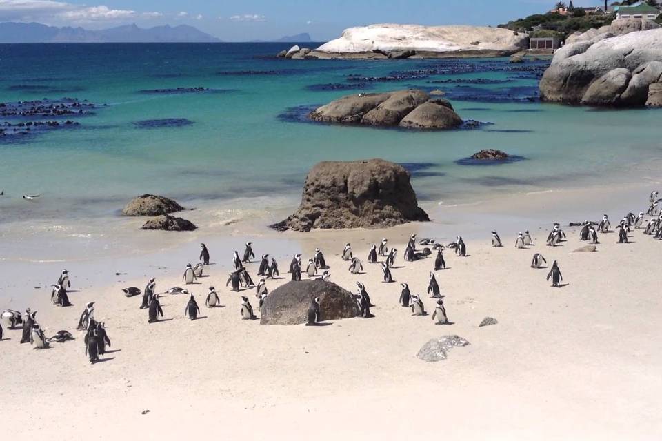 Baia Pinguini Cape Town