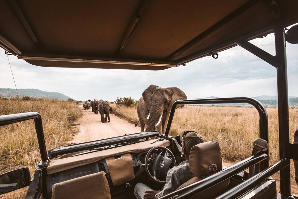 Africa - safari