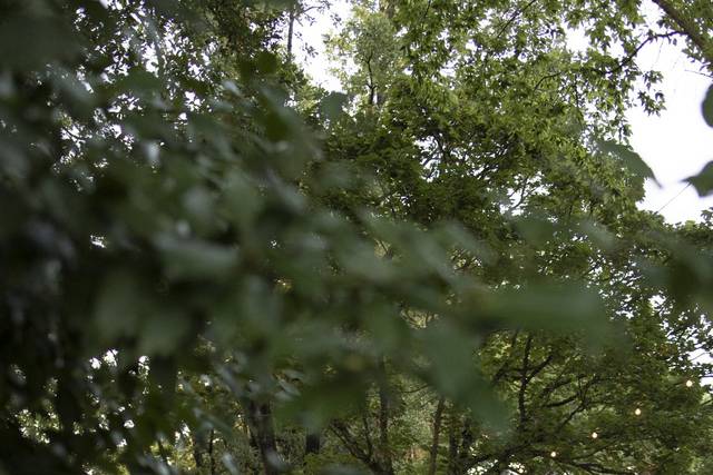 Matrimonio nel bosco