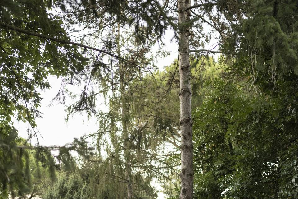 Matrimonio