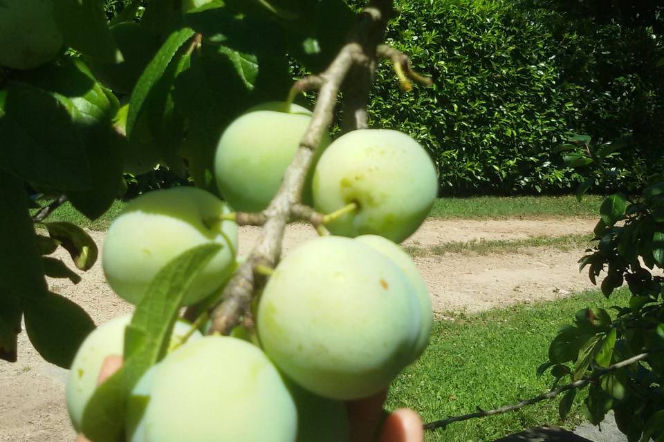 Agriturismo Lago D'Oro