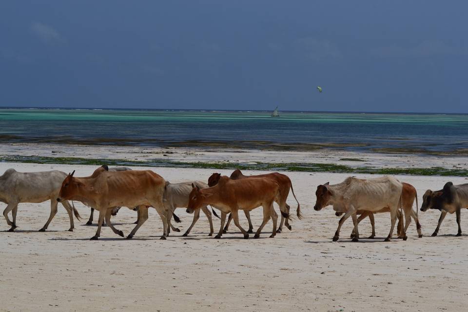 Zanzibar