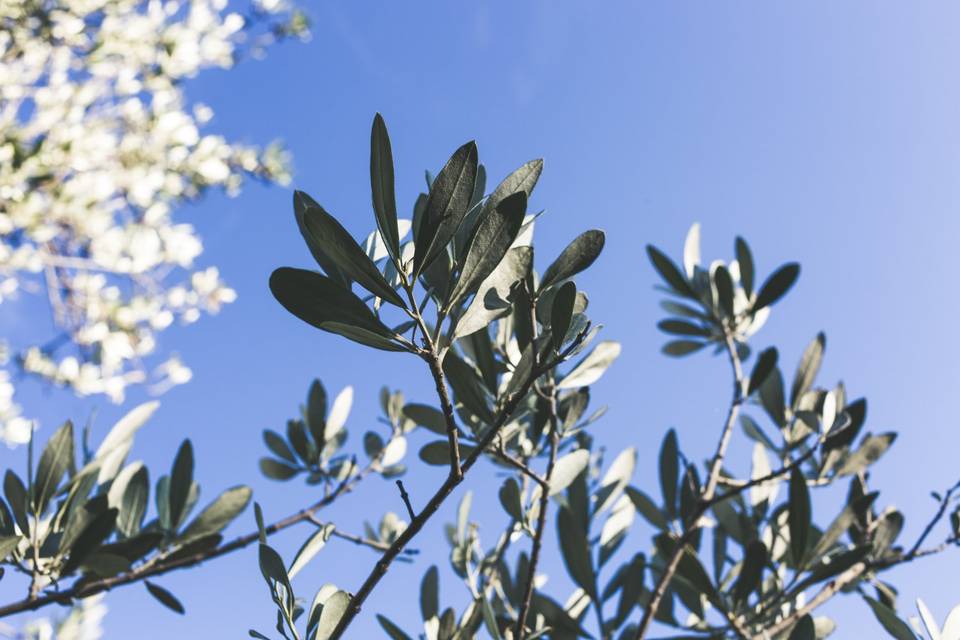 La natura a Podere L'Olivastra