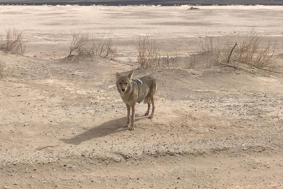 Coyote