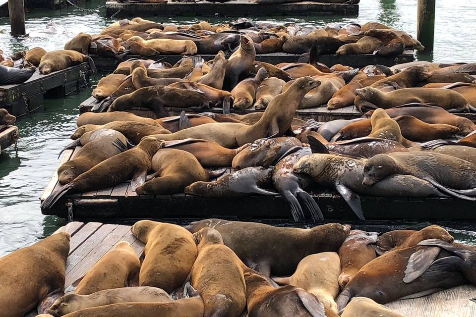 Sea Lions