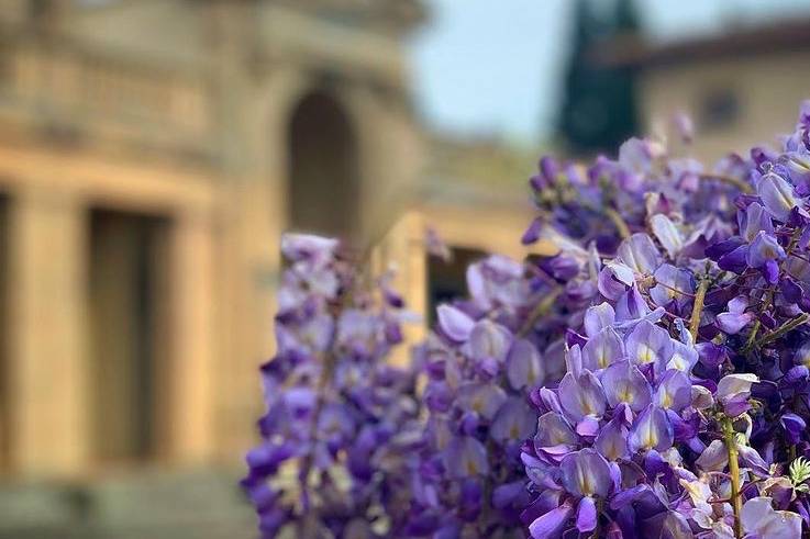 Il glicine del giardino