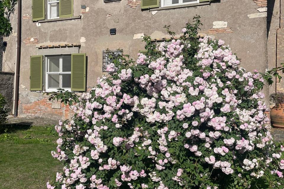 Giardino