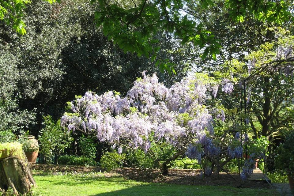 Giardino