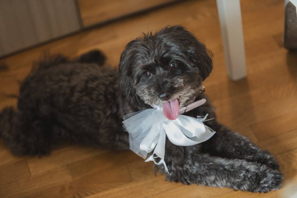 Cane sposa