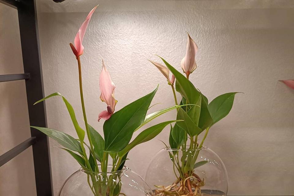 Idroponica Anthurium rosa