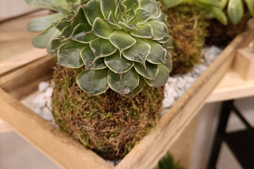 Kokedama