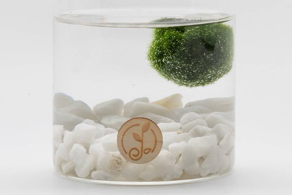 Marimo in cilindro basso