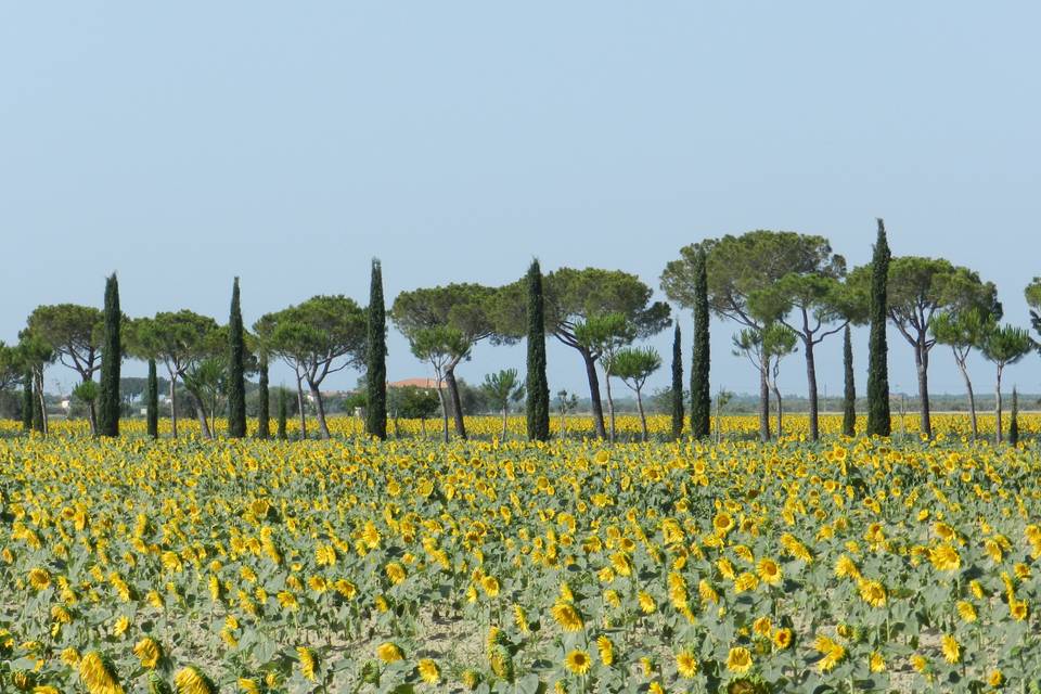 Fattoria La Principina Hotel