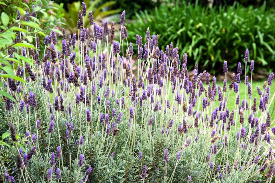 Lavanda