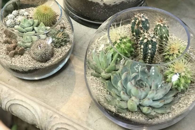 Terrarium mix