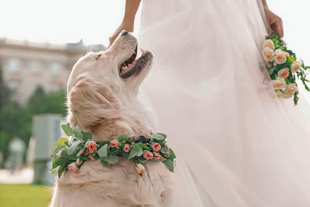 Portami Con Te - Wedding Day Dog Care