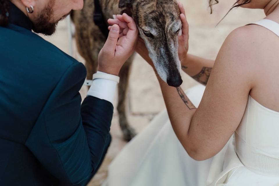 Wedding Dog Trainer