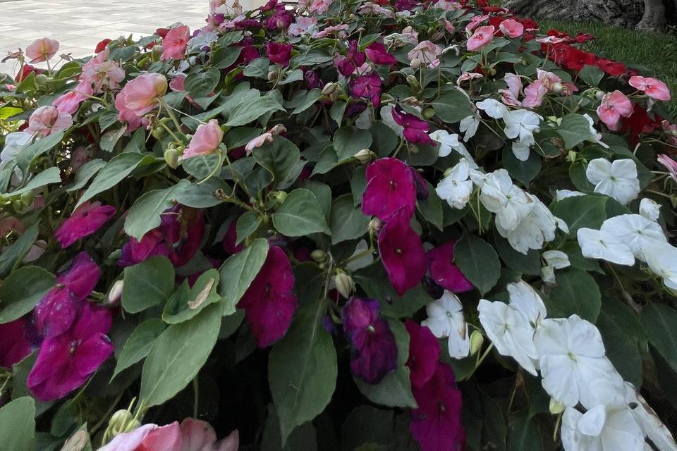 Giardini