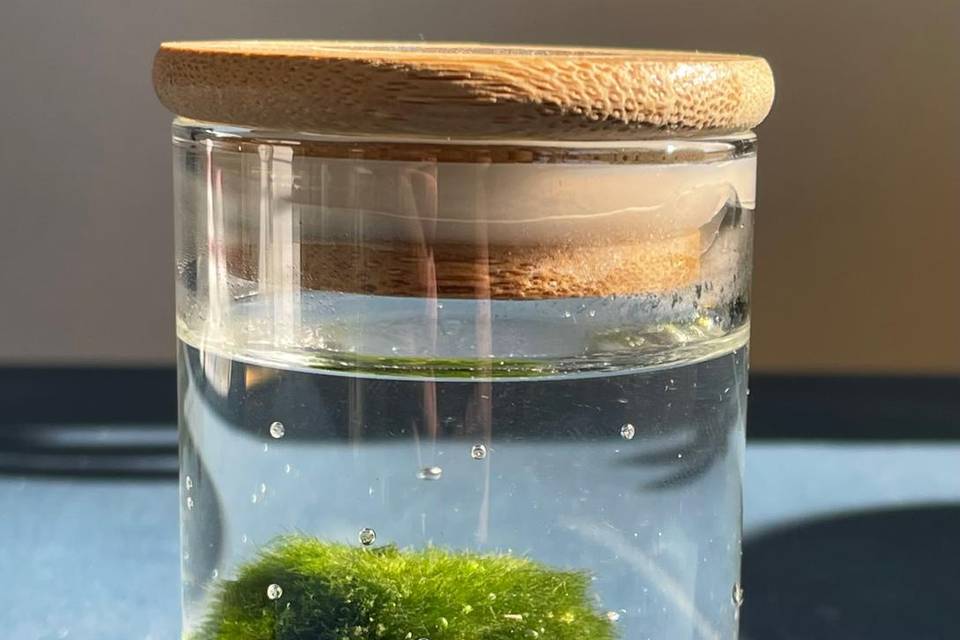 Marimo