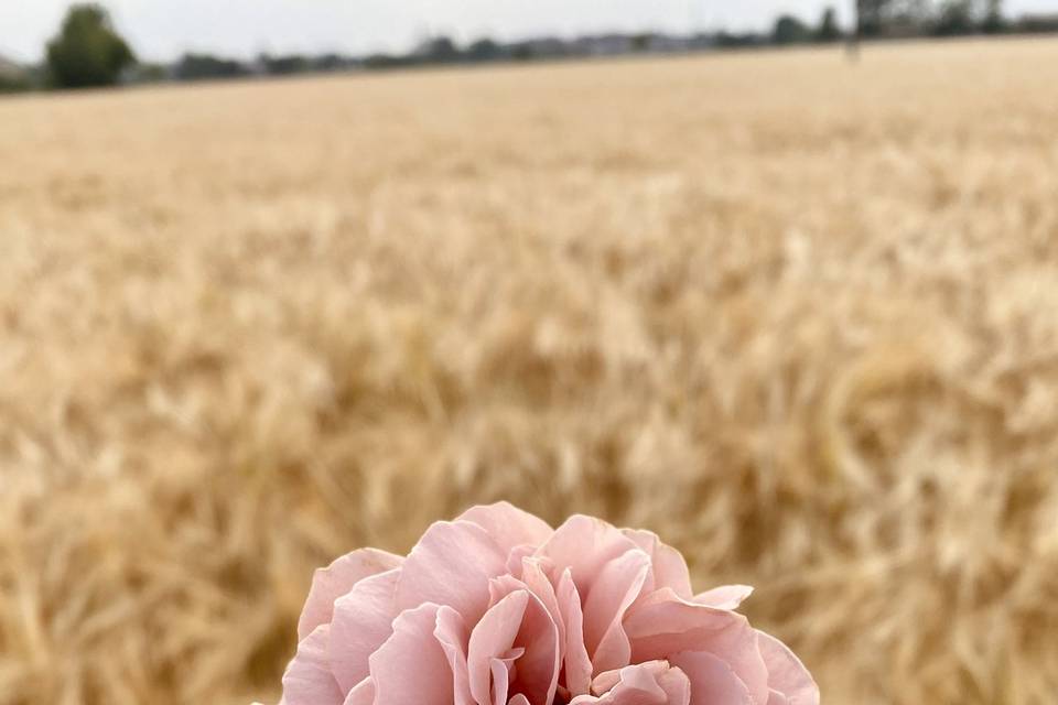 Giulietta Flower Farm