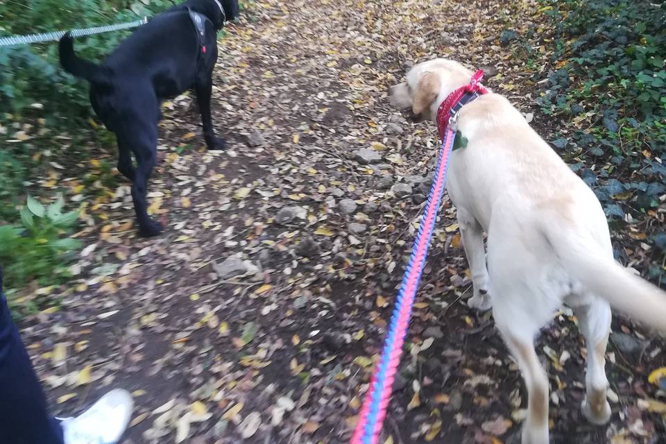 Passeggiata nella natura