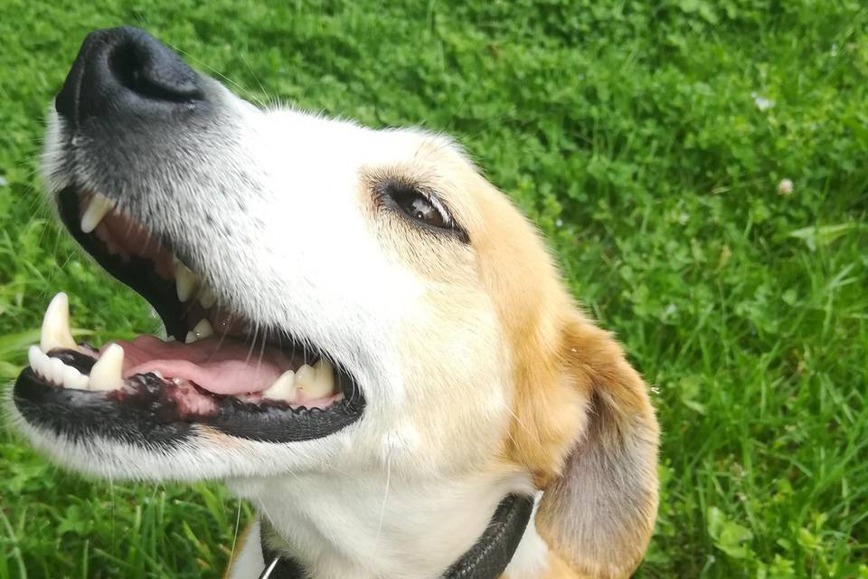 Cani felici