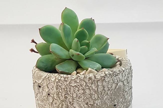 Succulenta