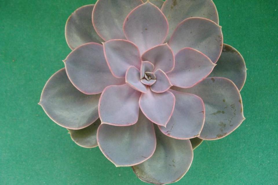 Echeveria