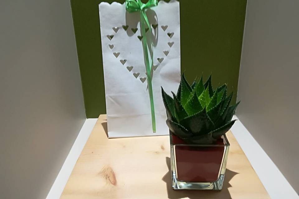 Aloe cosmo e bag carta