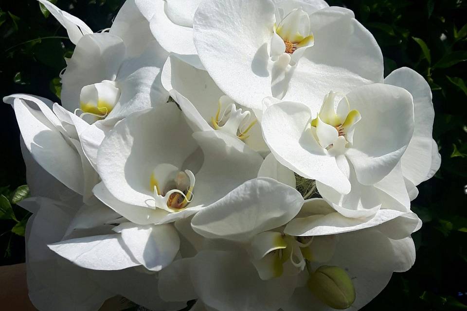 Bouquet Phalaenopsis