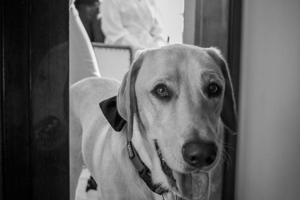 Wedding dog
