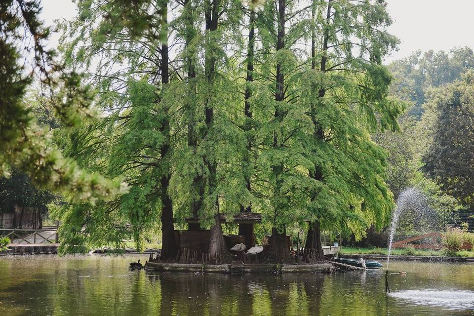 Il lago dei cigni