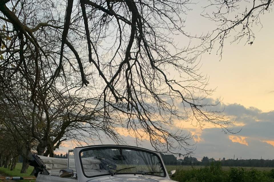 White Beetle Cabrio 2