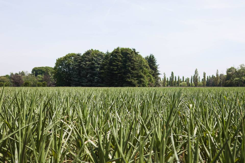 Il grano