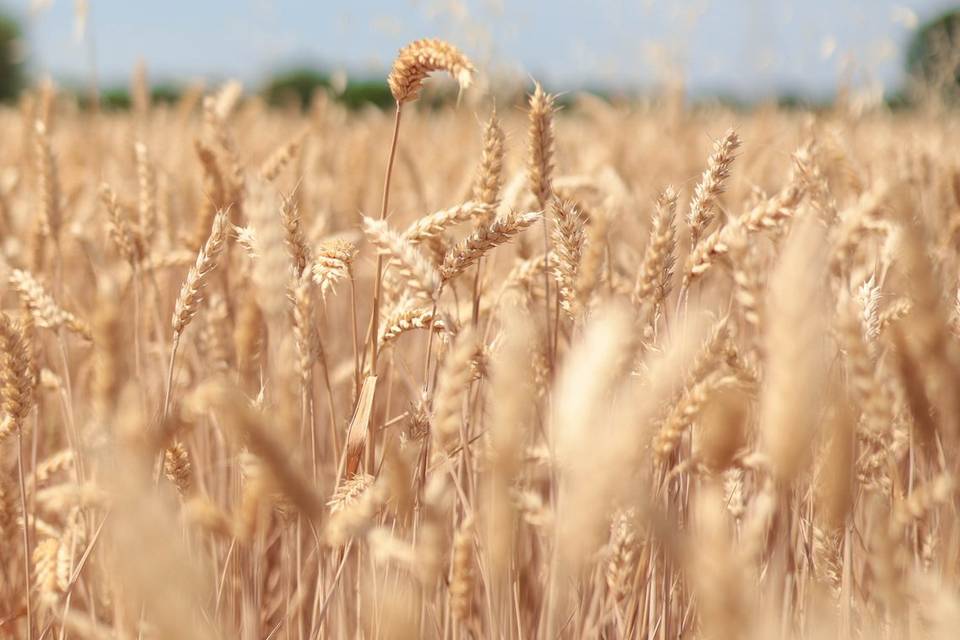 Ll dettaglio del grano