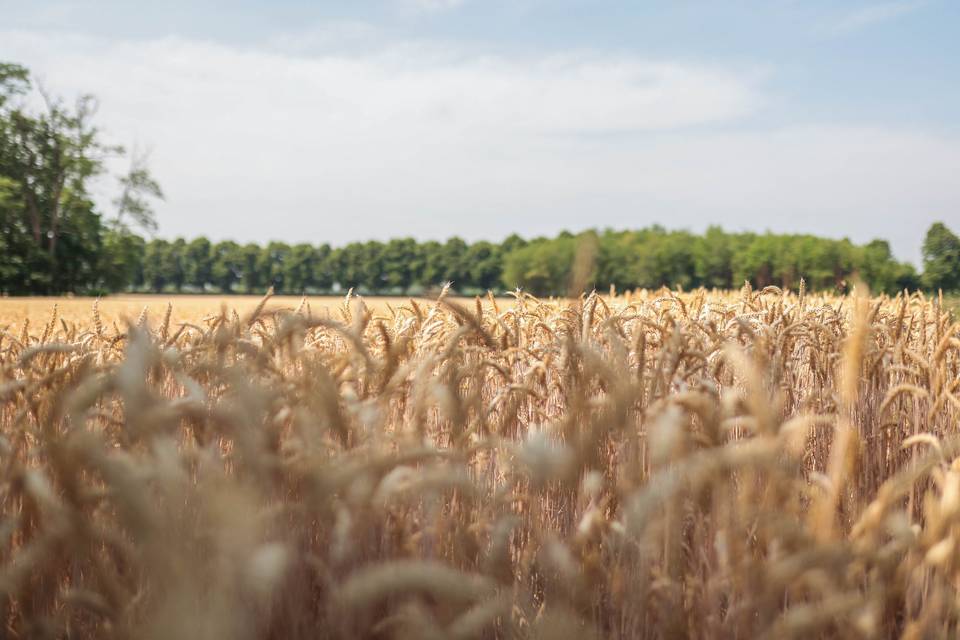 Il grano