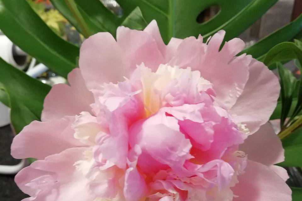 Peonia Pink